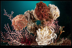 _crinoids by Mathieu Foulquié 